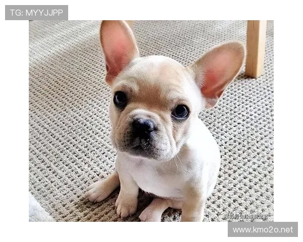 拉皮诺家的狗都比某些人赚得多